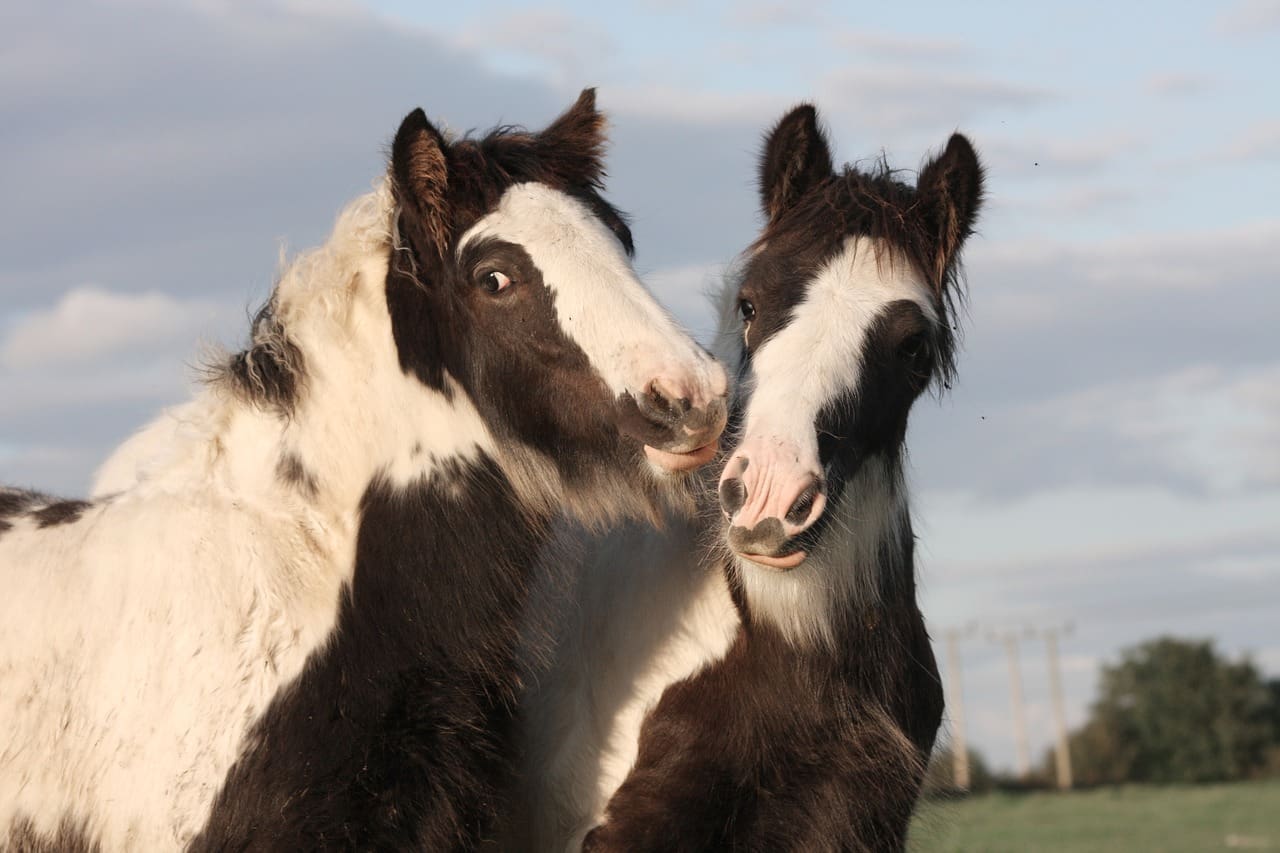 Two horses having a vivid animal talk